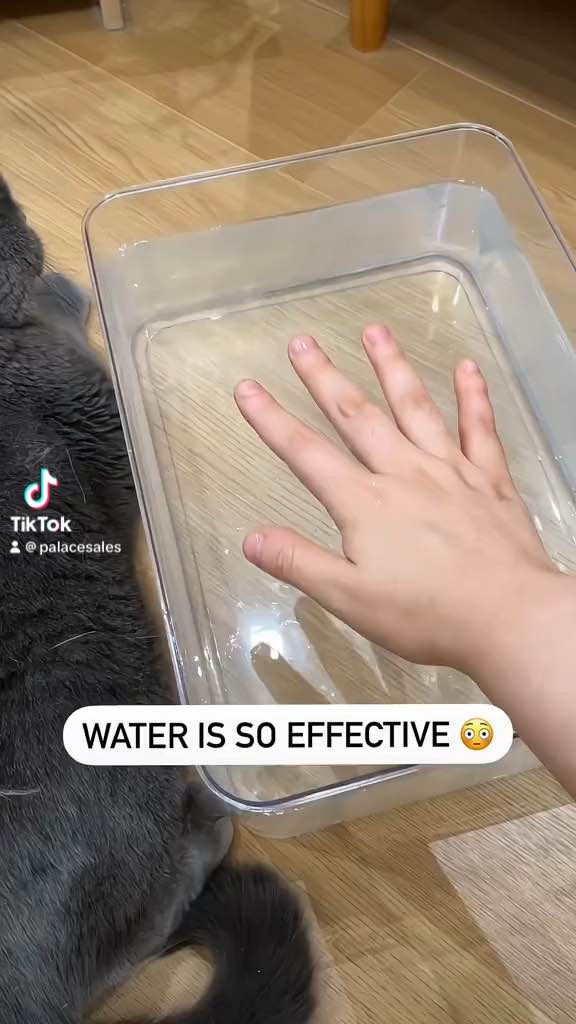 Steam Brush Cat dog Hair cleaning Brush spray Brush for Massage Pet Grooming